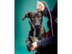 Adopt Hops a Black Mixed Breed (Large) / Mixed dog in Santa Paula, CA (41125248)