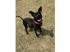 Adopt Bagheera a Black Mixed Breed (Large) / Mixed dog in Anderson