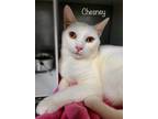 Adopt Chesney a White Domestic Shorthair (short coat) cat in Asheville