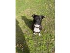 Adopt Samantha a Black - with White American Pit Bull Terrier / Mixed dog in New