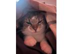 Adopt Hunter a Cream or Ivory Tabby / Mixed (medium coat) cat in Waco