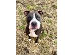 Adopt Rex a Black American Pit Bull Terrier / Mixed dog in St.