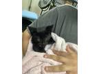 Adopt BUTTERCUP a All Black Domestic Shorthair / Domestic Shorthair / Mixed cat