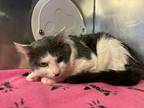 Adopt Giblet a Gray or Blue Domestic Shorthair / Domestic Shorthair / Mixed cat