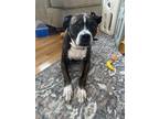 Adopt Stella a Brown/Chocolate - with White Boxer / Terrier (Unknown Type