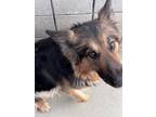 Adopt Jade a Brown/Chocolate German Shepherd Dog / Mixed dog in Palm Springs