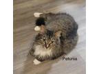 Adopt Petunia a Gray or Blue Domestic Mediumhair / Domestic Shorthair / Mixed