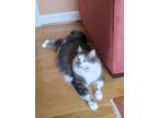 Adopt Ta-Lou a White Domestic Longhair / Mixed Breed (Medium) / Mixed (short