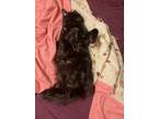 Adopt Charlie a All Black Domestic Longhair / Mixed (medium coat) cat in Glen