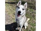 Adopt Orbit a Gray/Blue/Silver/Salt & Pepper Mixed Breed (Medium) / Mixed dog in