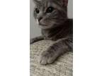 Adopt Methany a Gray or Blue (Mostly) Domestic Shorthair / Mixed (short coat)