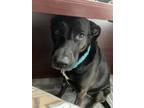 Adopt Bella a Black - with White Labrador Retriever / Greyhound / Mixed dog in