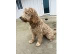 Adopt Dolly a Red/Golden/Orange/Chestnut - with White Goldendoodle / Mixed dog