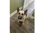 Adopt Wesson a Black - with Tan, Yellow or Fawn German Shepherd Dog / Mixed dog