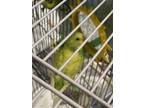 Adopt Flower a Yellow Parakeet - Other / Mixed bird in Largo, FL (41381311)