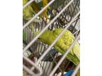 Adopt Watermelon a Green Parakeet - Other / Mixed bird in Largo, FL (41381312)