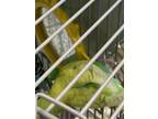 Adopt Whiskey a Yellow Parakeet - Other / Mixed bird in Largo, FL (41381309)