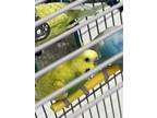 Adopt Moonshine a Green Parakeet - Other / Mixed bird in Largo, FL (41381308)