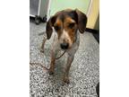 Adopt Betty Lou a White Beagle / Mixed Breed (Medium) / Mixed (short coat) dog