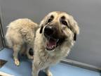 Adopt Willow a White Mixed Breed (Large) / Mixed dog in Boone, NC (41381078)