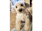 Adopt CRYSTAL a White Poodle (Miniature) / Mixed dog in KINGMAN, AZ (41144127)