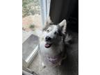 Adopt Eevee a White - with Tan, Yellow or Fawn Husky / Mixed dog in Peyton