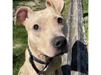 Adopt Galaxy a Tan/Yellow/Fawn Pit Bull Terrier / Mixed dog in Eatontown