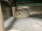 Adopt Jimmy a White Guinea Pig / Guinea Pig / Mixed small animal in Montreal