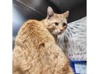 Adopt Chewie a Orange or Red Domestic Shorthair / Mixed Breed (Medium) / Mixed