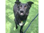 Adopt Scottie a Black Border Collie / Mixed dog in Naperville, IL (41381250)
