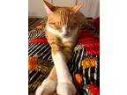 Adopt Kiki a Orange or Red American Shorthair / Mixed (medium coat) cat in SN