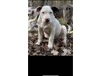 Adopt Big Boy a White - with Brown or Chocolate Bull Terrier / Mixed dog in