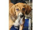 Adopt Brooks ~ meet me! a Tan/Yellow/Fawn - with Black Bluetick Coonhound /