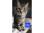 Adopt Vito a Domestic Shorthair / Mixed (short coat) cat in Jim Thorpe