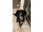 Adopt Penelope a Black - with White Border Collie / Mixed dog in Plano