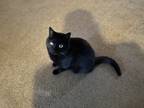 Adopt Mitzi a All Black Domestic Shorthair / Mixed (short coat) cat in Volant