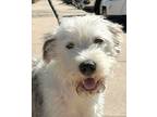 Adopt Roxy a White - with Tan, Yellow or Fawn Bearded Collie / Schnauzer