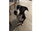 Adopt Stella a Black - with White American Pit Bull Terrier / Mixed dog in