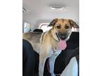 Adopt Petra a Black - with Tan, Yellow or Fawn German Shepherd Dog / Mixed dog