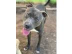 Adopt Asa a American Pit Bull Terrier / Mixed Breed (Medium) / Mixed dog in