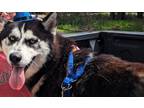 Adopt Mila a Husky / Mixed dog in Tool, TX (41381149)