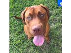 Adopt Brooks a Mastiff / Mixed Breed (Medium) / Mixed dog in Tool, TX (41363402)
