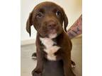 Adopt Huxley (aka Toto) a American Pit Bull Terrier / Mixed dog in Tool