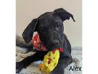 Adopt Alexx a Labrador Retriever / Mixed Breed (Medium) / Mixed dog in Tool