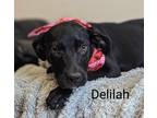 Adopt Delilah a Labrador Retriever / Mixed Breed (Medium) / Mixed dog in Tool