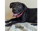 Adopt Sheba a American Pit Bull Terrier / Mixed dog in Tool, TX (40962567)