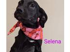 Adopt Selena a American Pit Bull Terrier / Mixed dog in Tool, TX (40962566)