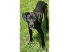 Adopt Carly a Labrador Retriever / Mixed Breed (Medium) / Mixed dog in Tool