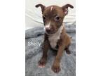 Adopt Shelly a American Pit Bull Terrier / Mixed Breed (Medium) / Mixed dog in