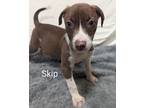Adopt Skip a American Pit Bull Terrier / Mixed Breed (Medium) / Mixed dog in